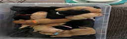 Labrador Retriever dogs for sale: Kennel Club Registered Labrador Puppies  - Advert 1
