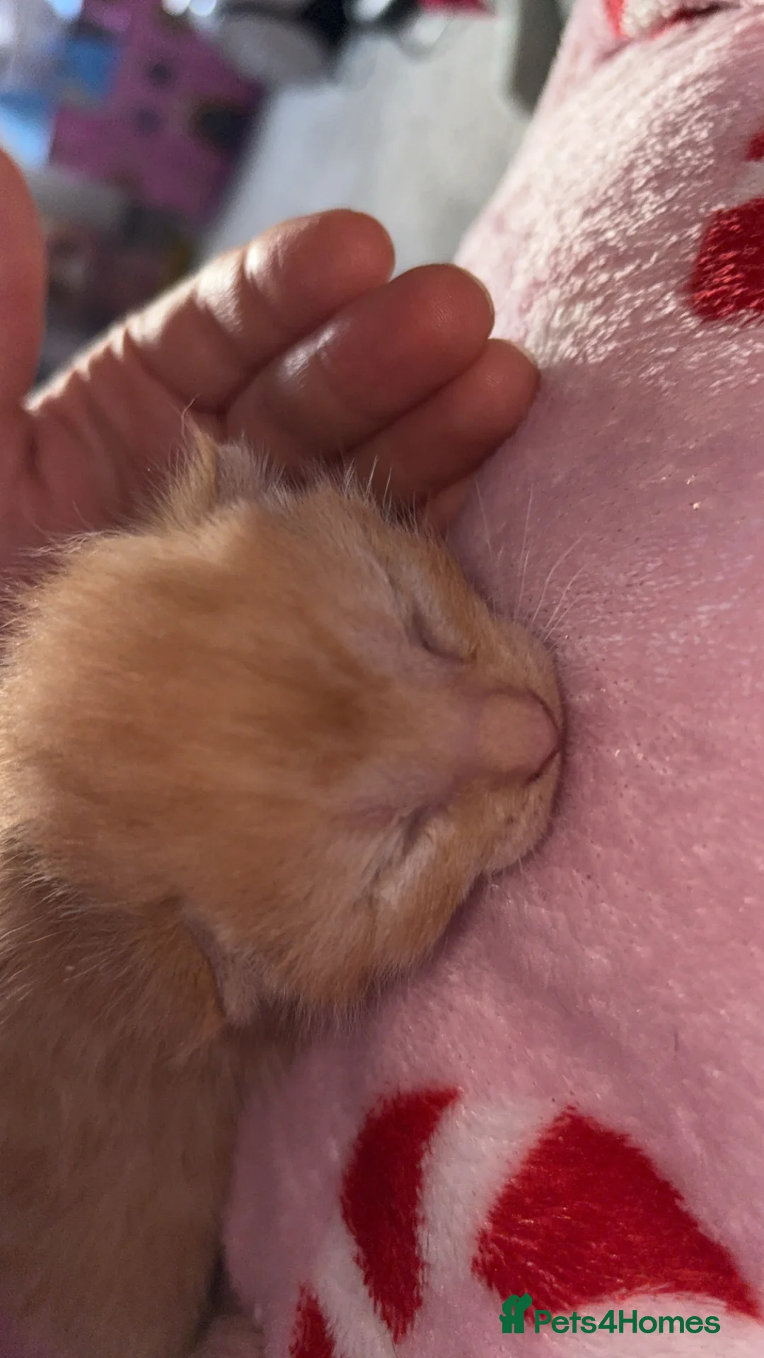 Mixed Breed cats for sale: Beautiful ginger and ginger mix kittens in Stourbridge - Advert 2