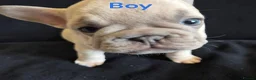 French Bulldog dogs for sale: French Bulldog Puppies - Advert 10