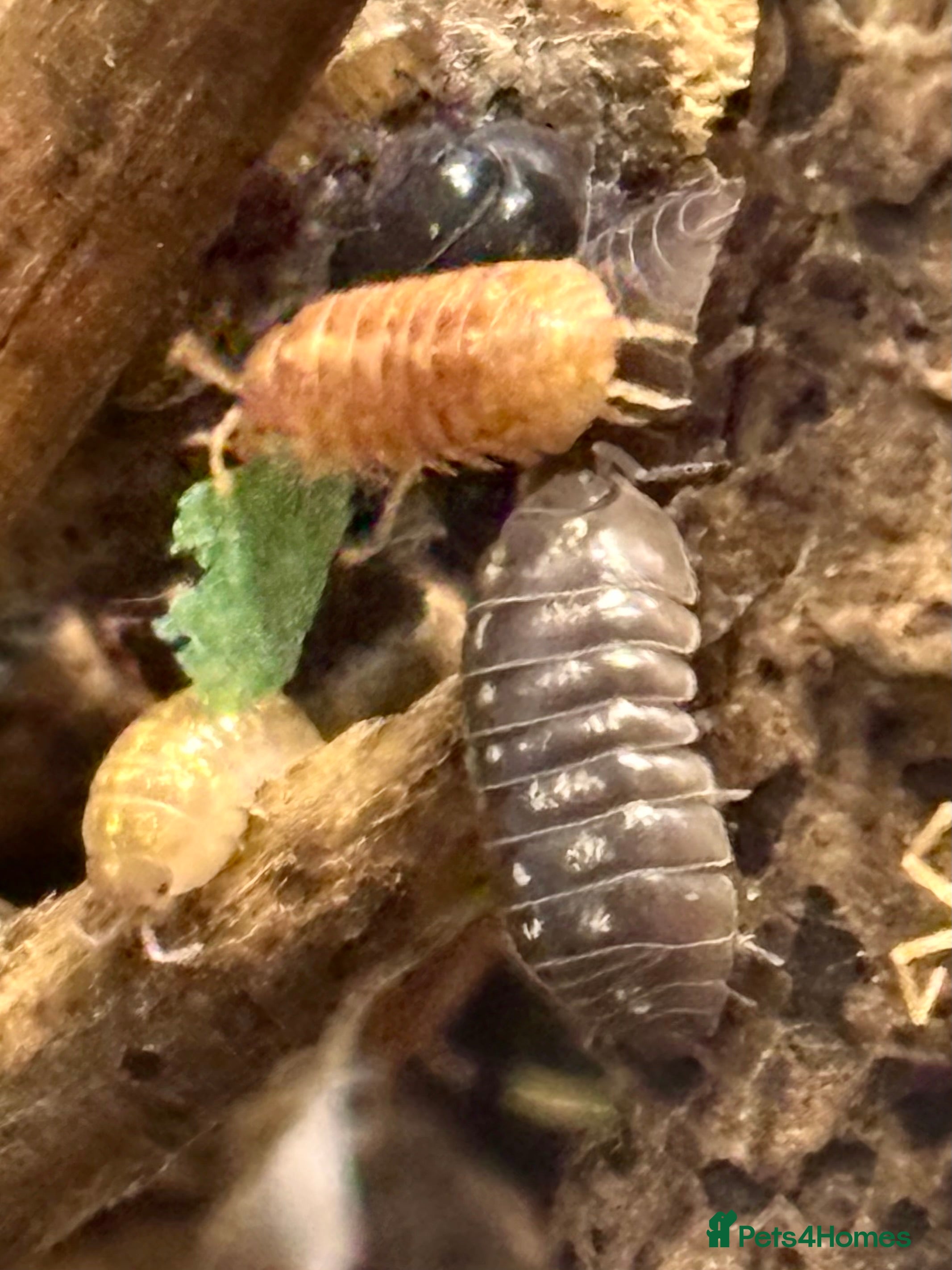 Isopods invertebrates Mixed types Isopods available Ridgeback Rollers  - Advert 1