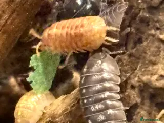 Isopods invertebrates Mixed types Isopods Orange Springtails - Advert 1