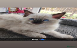 Ragdoll cats for sale: Fluffy Ragdoll Angels – 2 Girls&2 Boys Available! - Image 4