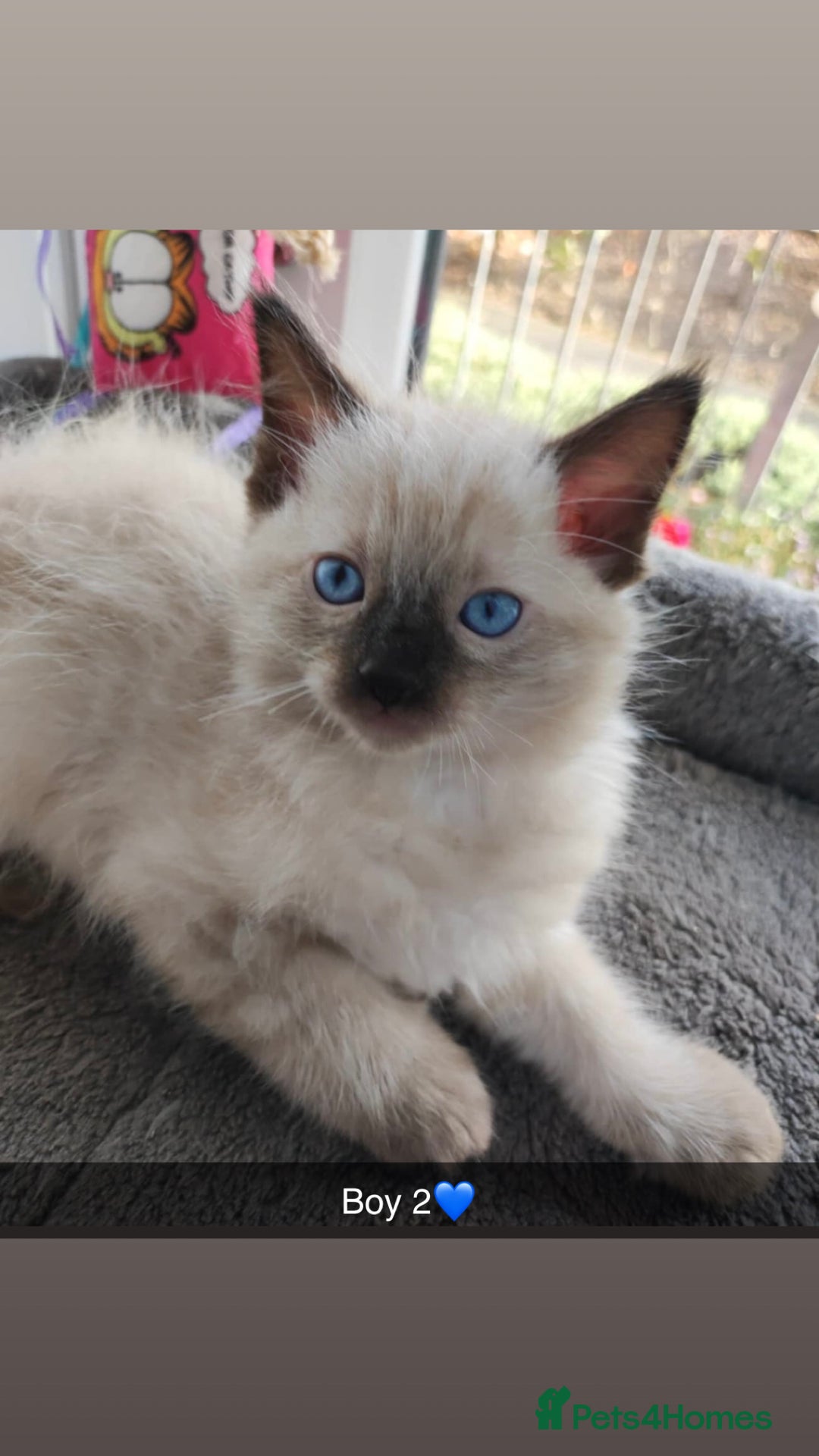 Ragdoll cats for sale: Fluffy Ragdoll Angels – 2 Girls&2 Boys Available! - Image 4
