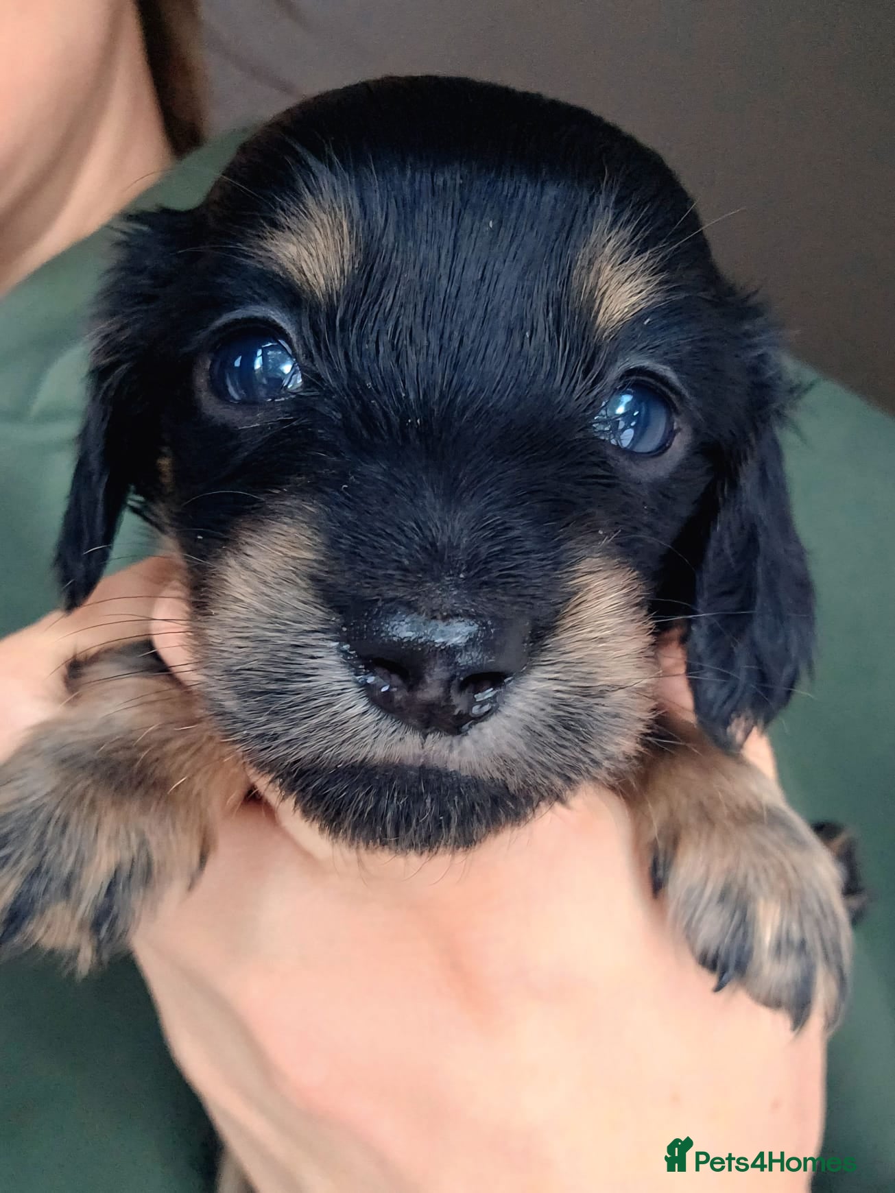 Miniature Dachshund dogs Stunning Miniature Long Haired Dachshunds - Advert 11