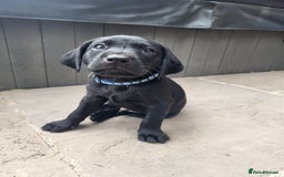 Labrador Retriever dogs for sale: Kc labrador puppies in Much Wenlock - Image 4