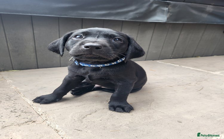 Labrador Retriever dogs in Much Wenlock - Advert 15