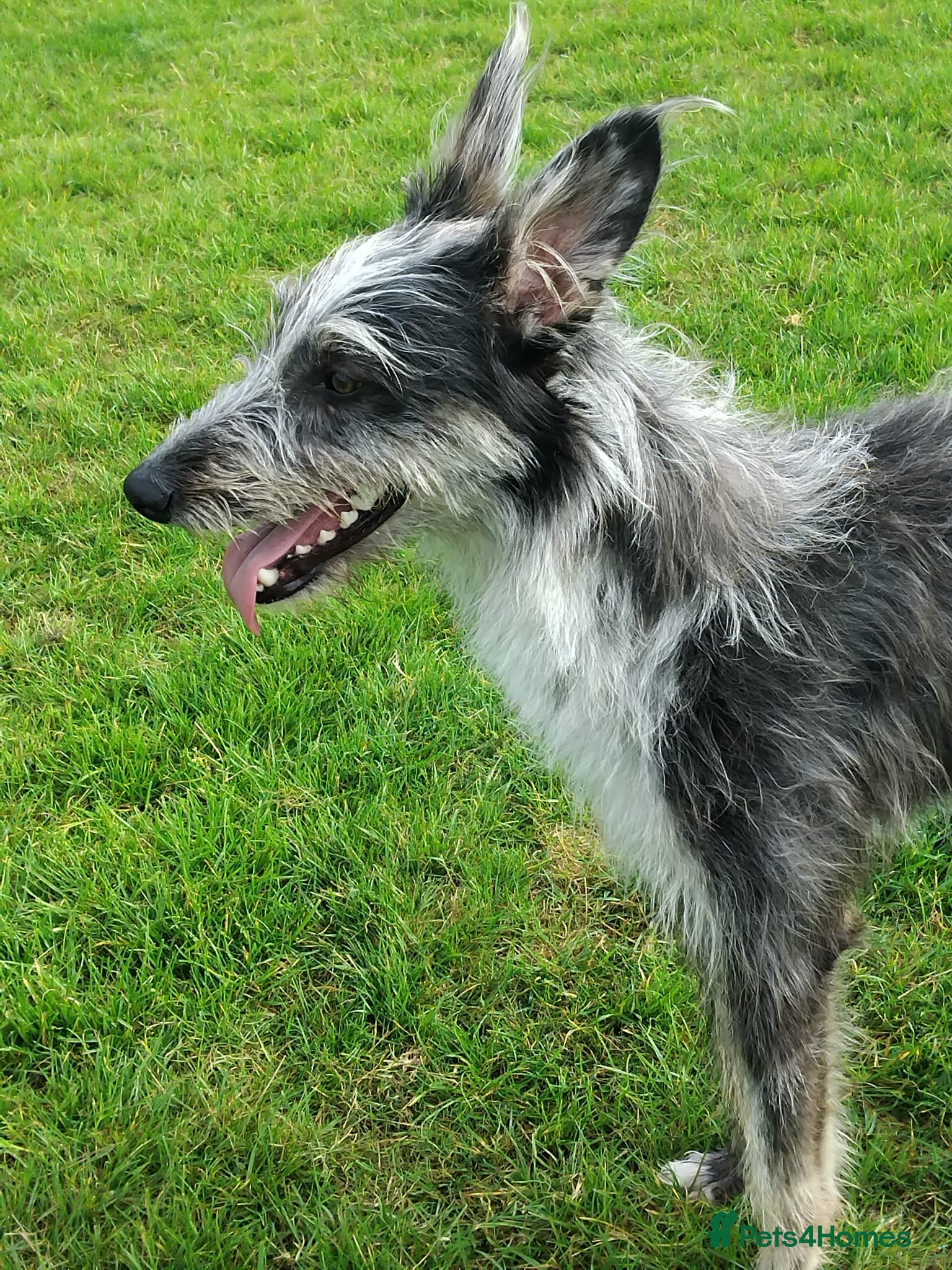 Lurcher dogs Handsome Lurcher x deerhound - Advert 1