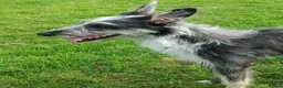 Lurcher dogs for sale: Handsome Lurcher x deerhound - Advert 1