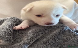 Siberian Husky dogs for sale: Siberian husky pups  - Advert 14