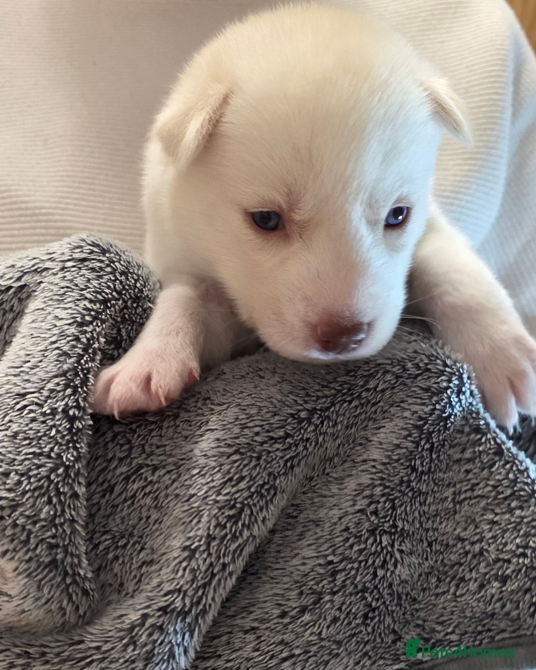 Siberian Husky dogs for sale: Siberian husky pups  - Advert 14