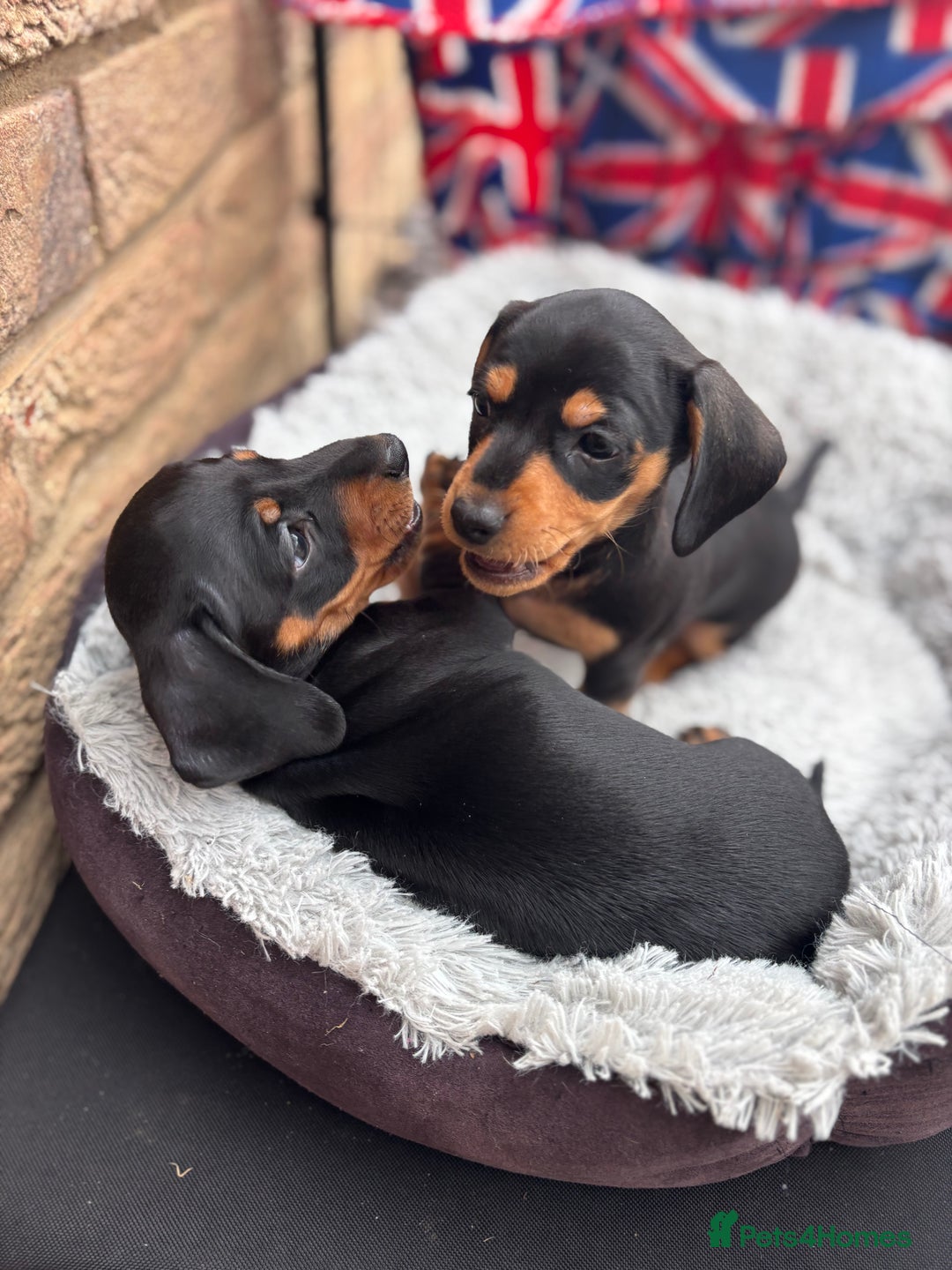 Miniature Dachshund dogs for sale: Miniature dachshund puppies  - Image 5