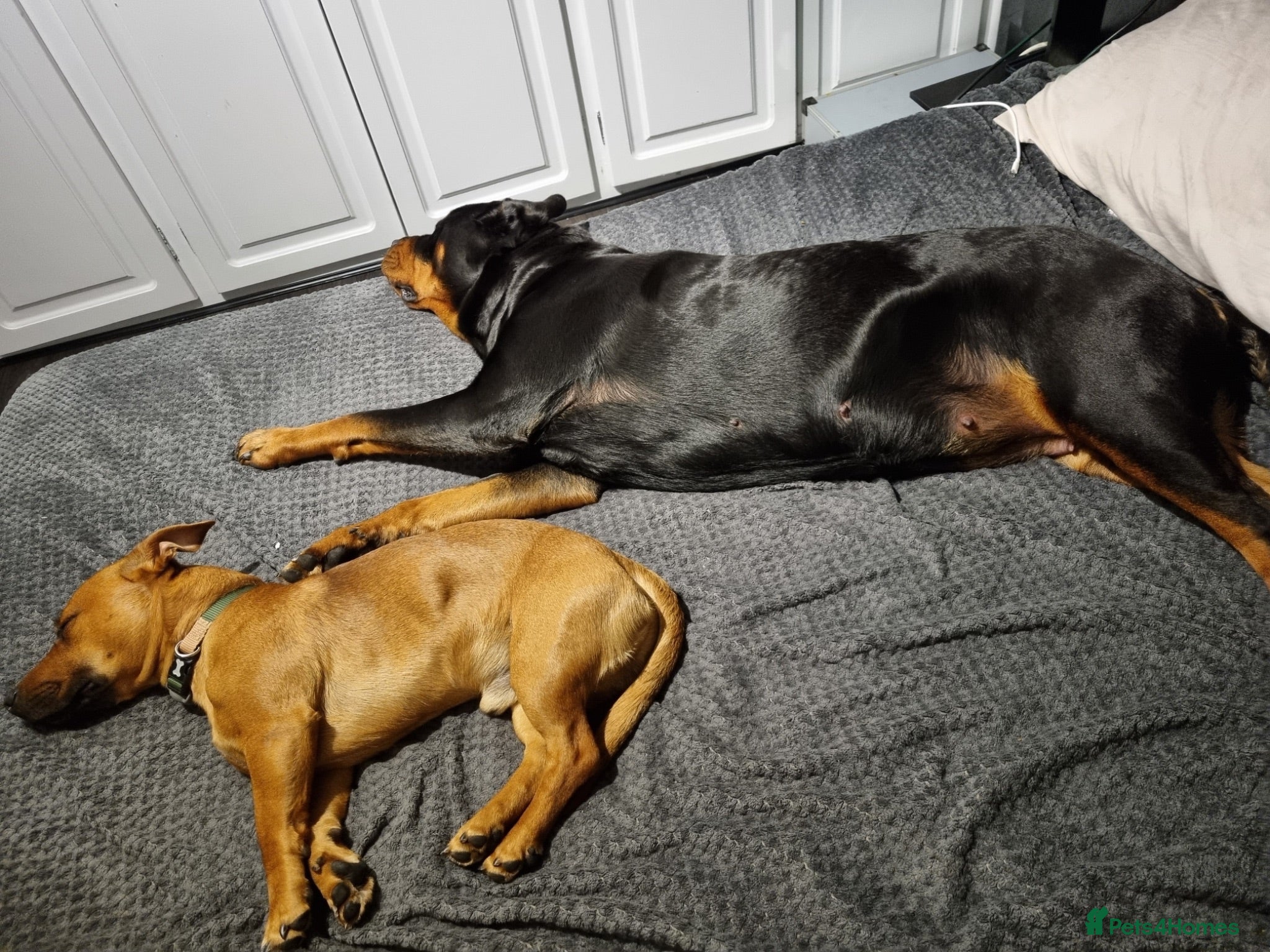Mixed Breed dogs 4 beautiful female puppies left - Advert 1