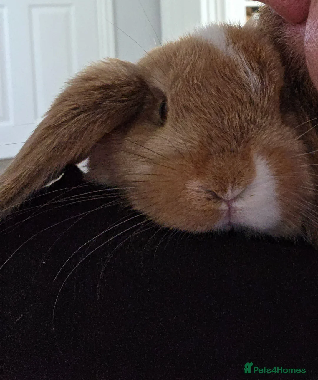 Mini Lop rabbits for sale: Mini lop bunnies ready to leave in Bedford - Advert 1