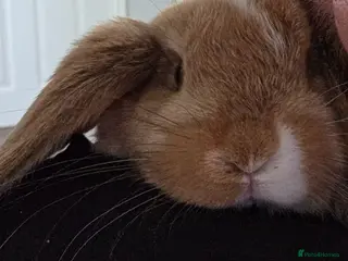 Mini Lop rabbits Mini lop bunnies ready to leave - Advert 1