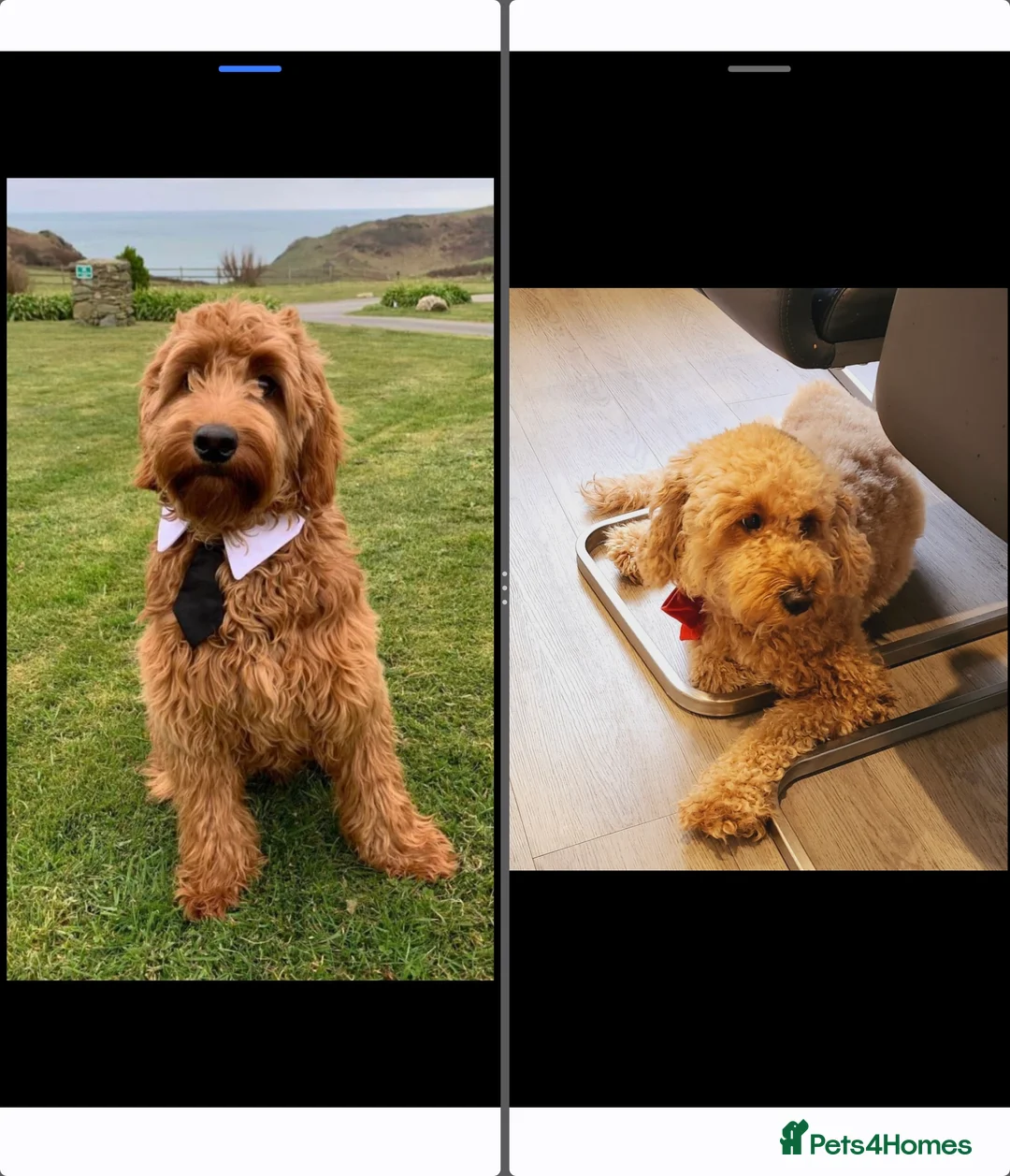 Mixed Breed dogs for sale: Stunning Irish Cockapoodledo's........ - Advert 3