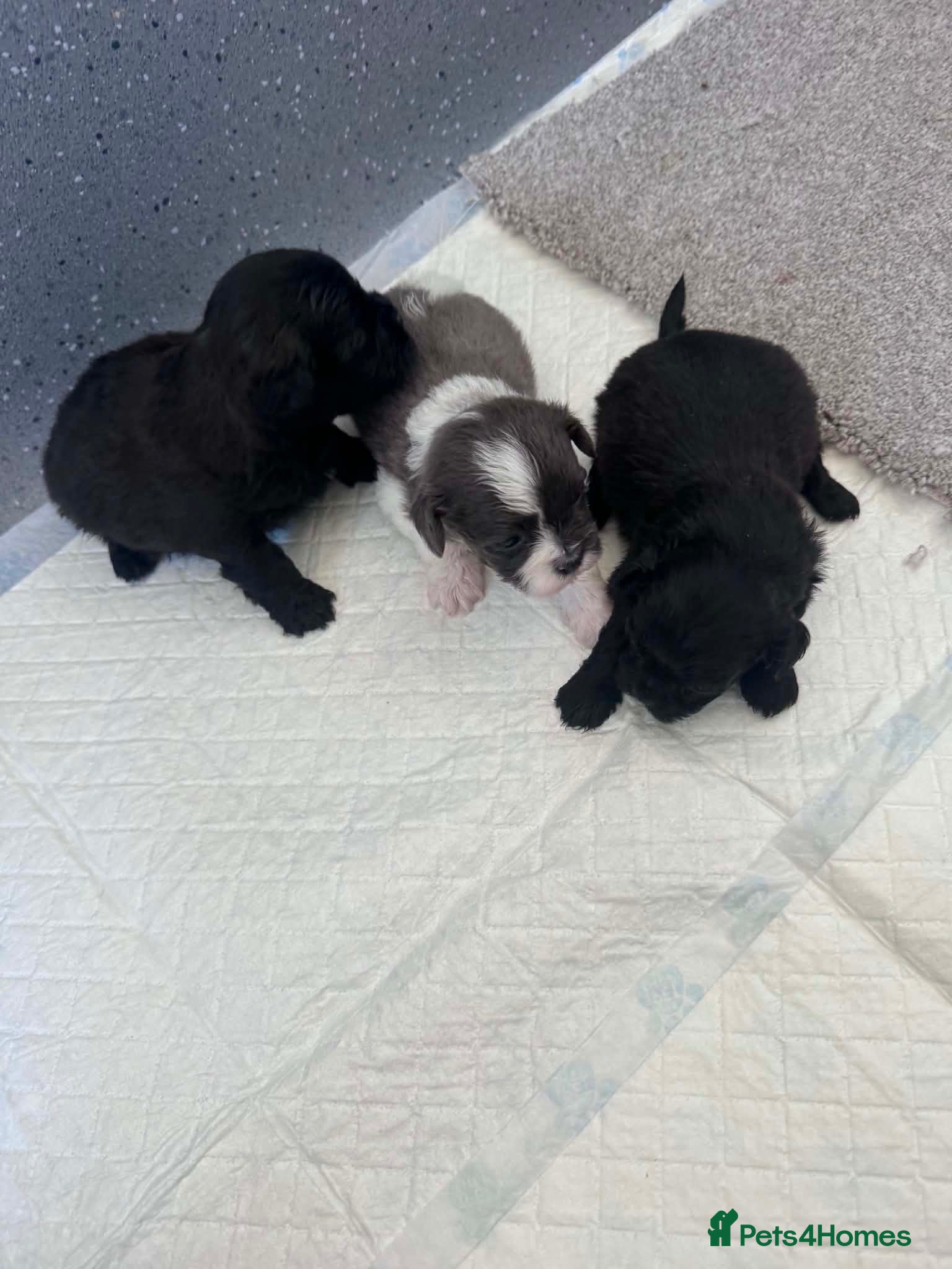 Shihpoo dogs GORGEOUS SHIHPOOS BOTH PARENTS HEALTH TESTED - Advert 1