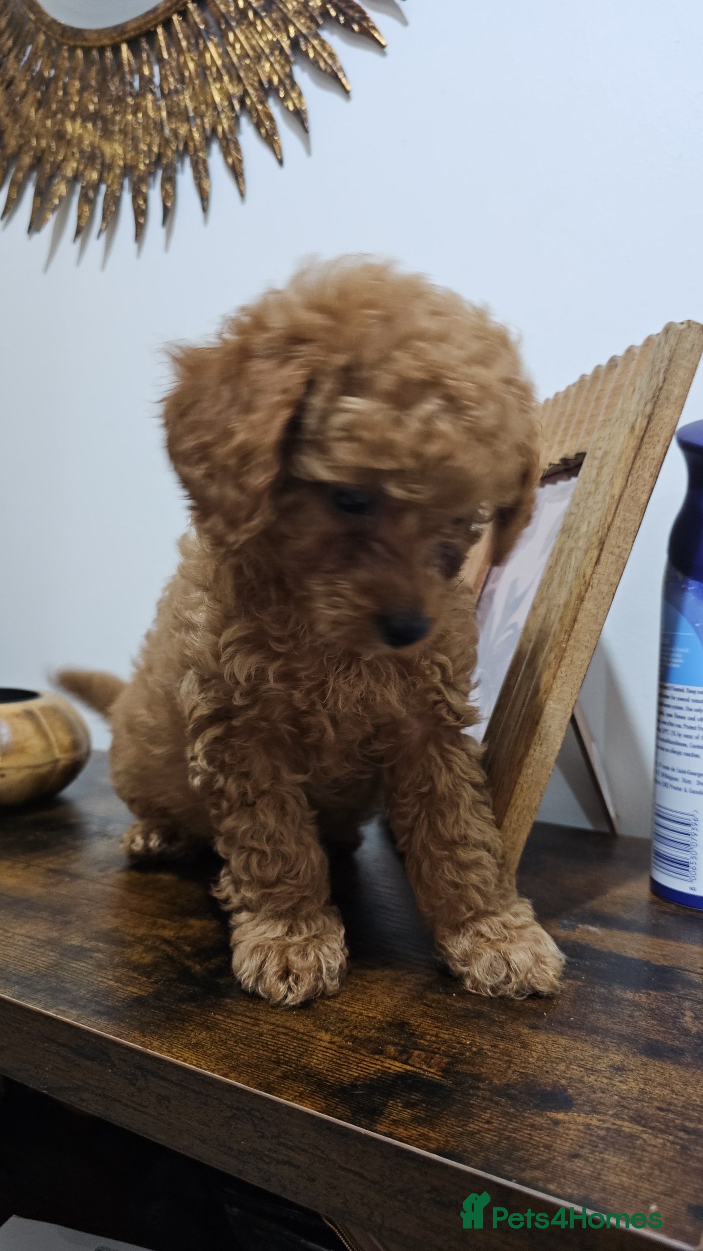 Cavapoo dogs Gorgeous Little Cavapoo Puppy  - Advert 6