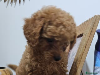 Cavapoo dogs Gorgeous Little Cavapoo Puppy - Advert 6