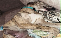 Mixed Breed dogs for sale: Rehome Bobby the lurcher - Image 2