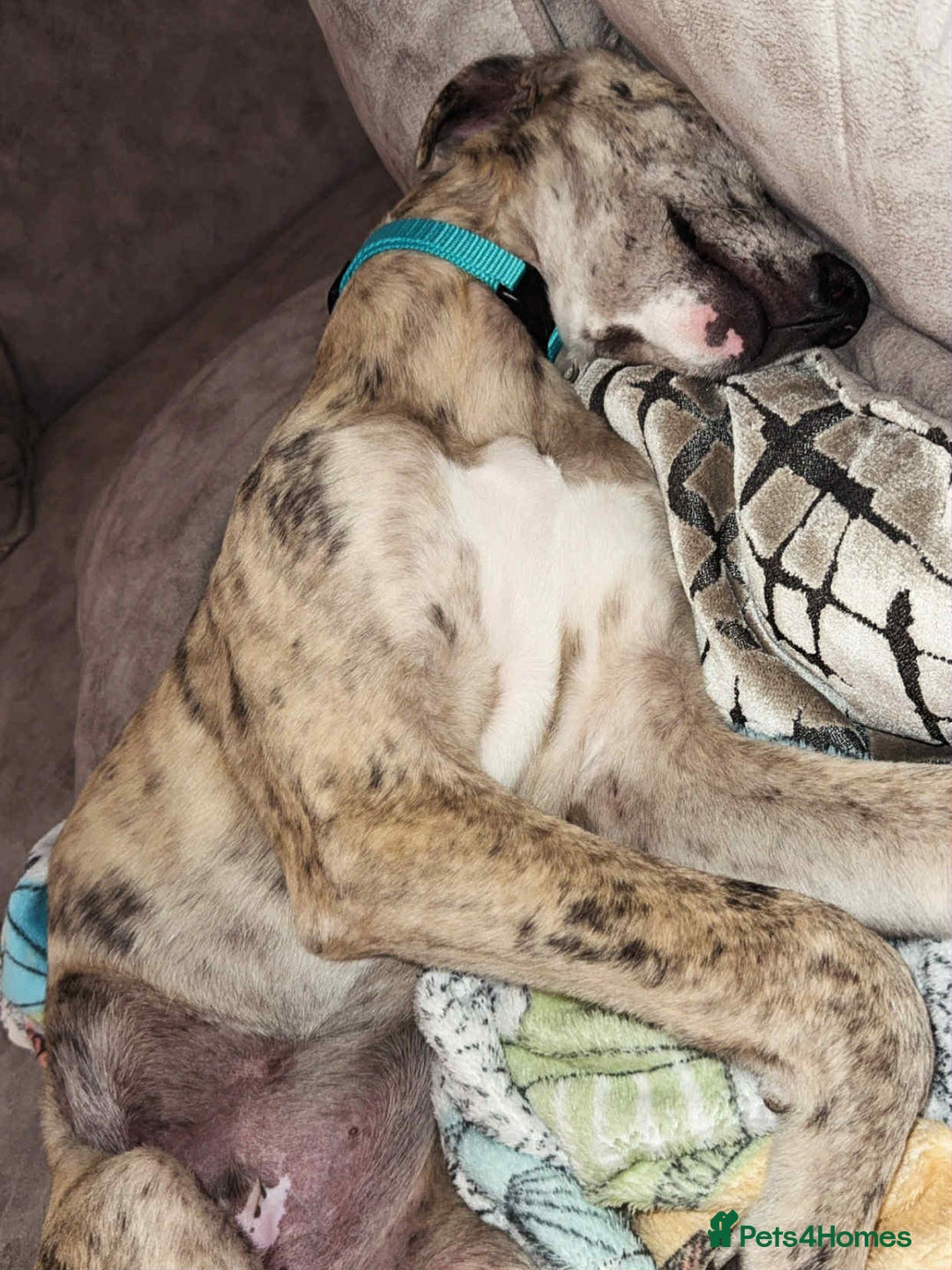 Mixed Breed dogs for sale: Rehome Bobby the lurcher - Image 2
