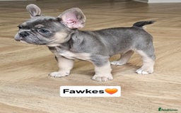 French Bulldog dogs for sale: French bulldog pups *Ready now*  - Image 5