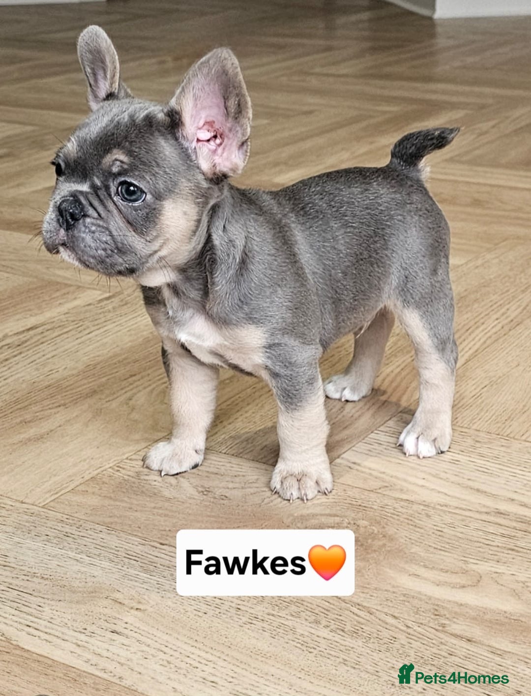 French Bulldog dogs for sale: French bulldog pups *Ready now*  - Image 5