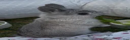 Netherland Dwarf rabbits for sale: Pip and Tink- bonded pair - Advert 2