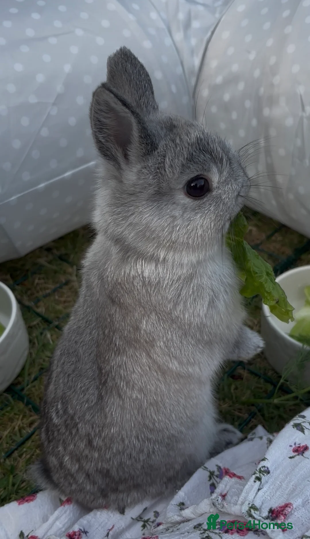 Netherland Dwarf rabbits for sale: Pip and Tink- bonded pair - Advert 2
