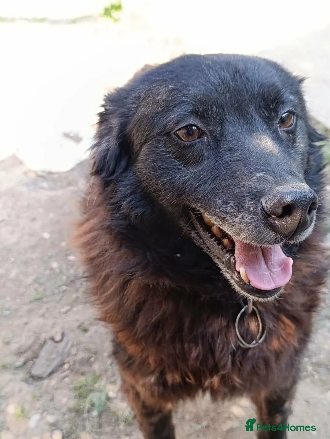 Mixed Breed dogs for sale: CADELLA LITTLE RAY OF SUNSHINE WITH A SMILE  - Advert 4