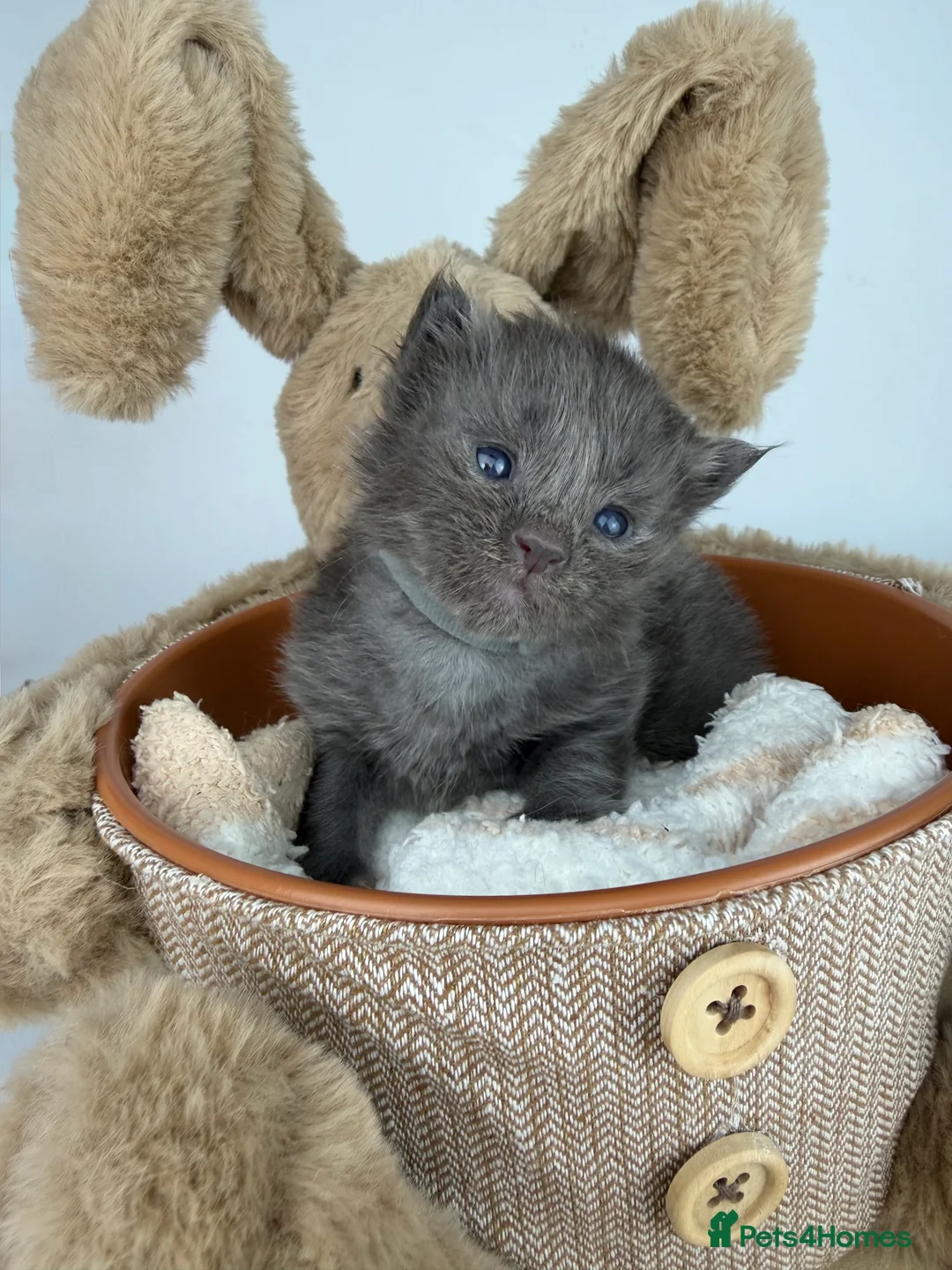 Ragcoon cats for sale: 🤍 RAGDOLL X MC KITTENS | HEALTH-TESTED PARENTS - Advert 9