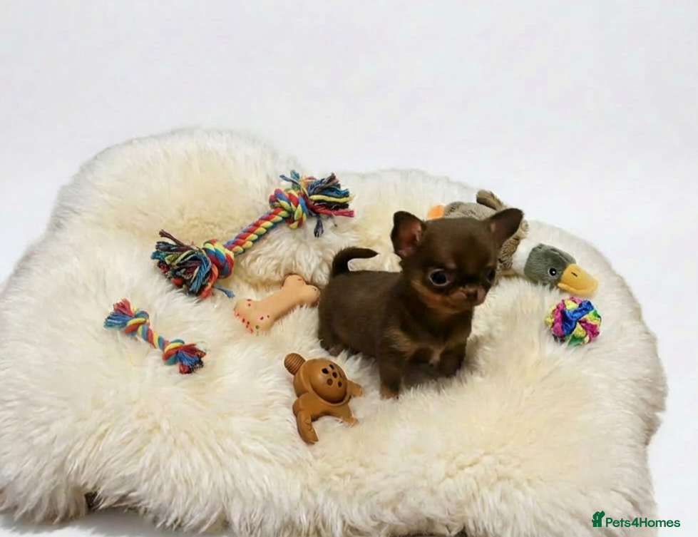Chihuahua dogs XxQuality Chihuahua Chocolate Thai breeding pupsXx - Advert 4