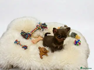 Chihuahua dogs XxQuality Chihuahua Chocolate Thai breeding pupsXx - Advert 4