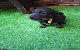 Dobermann dogs for sale: Rottweiler/Doberman  - Image 7