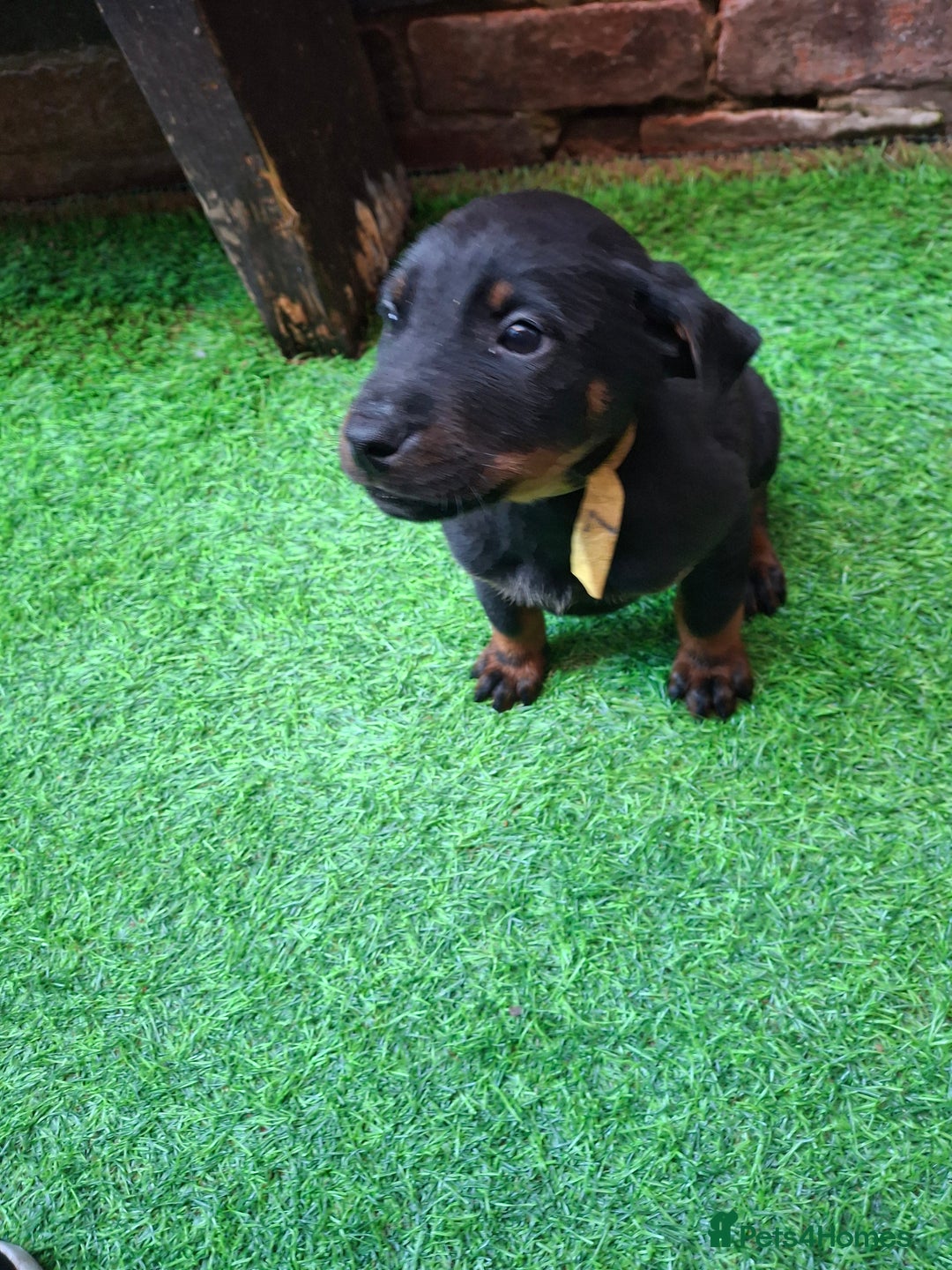 Dobermann dogs for sale: Rottweiler/Doberman  - Image 7