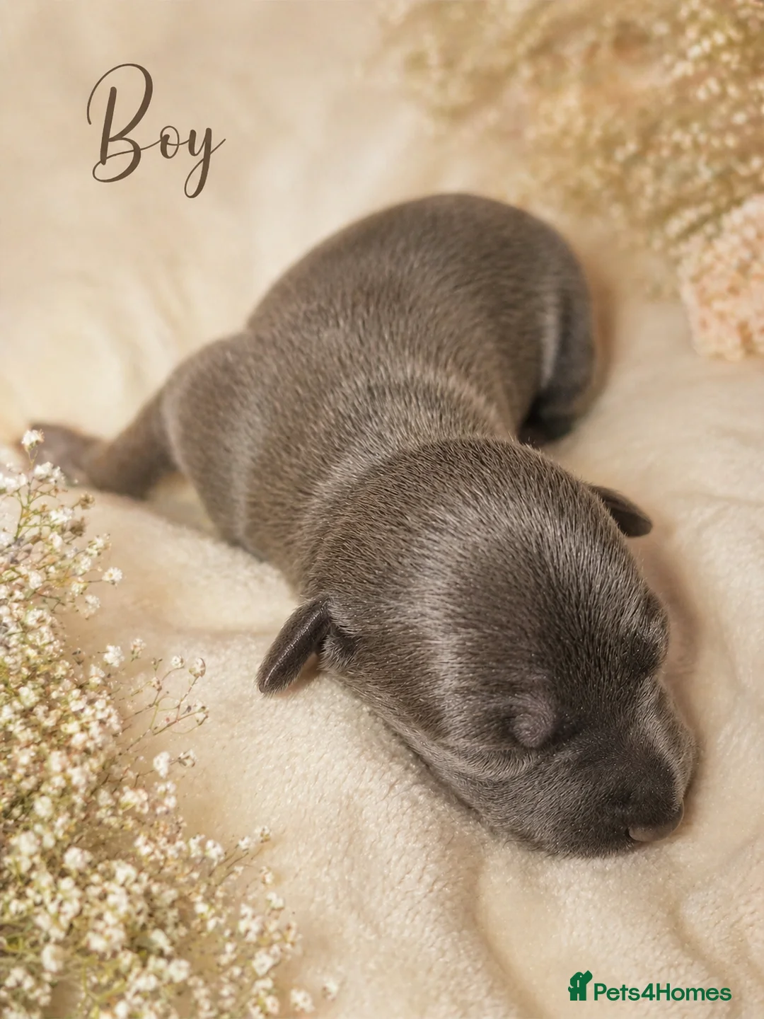 Italian Greyhound dogs for sale: Beautiful Italian Greyhound Puppies – 2 Girls, Boy - Advert 2