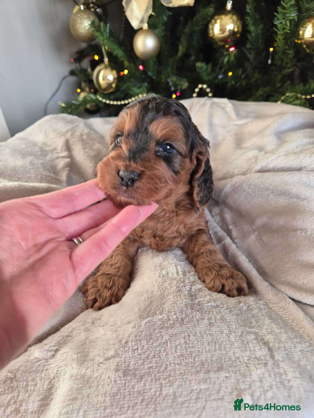 Cockapoo dogs for sale: Charmila Quality F1 Cockapoos  - Advert 3