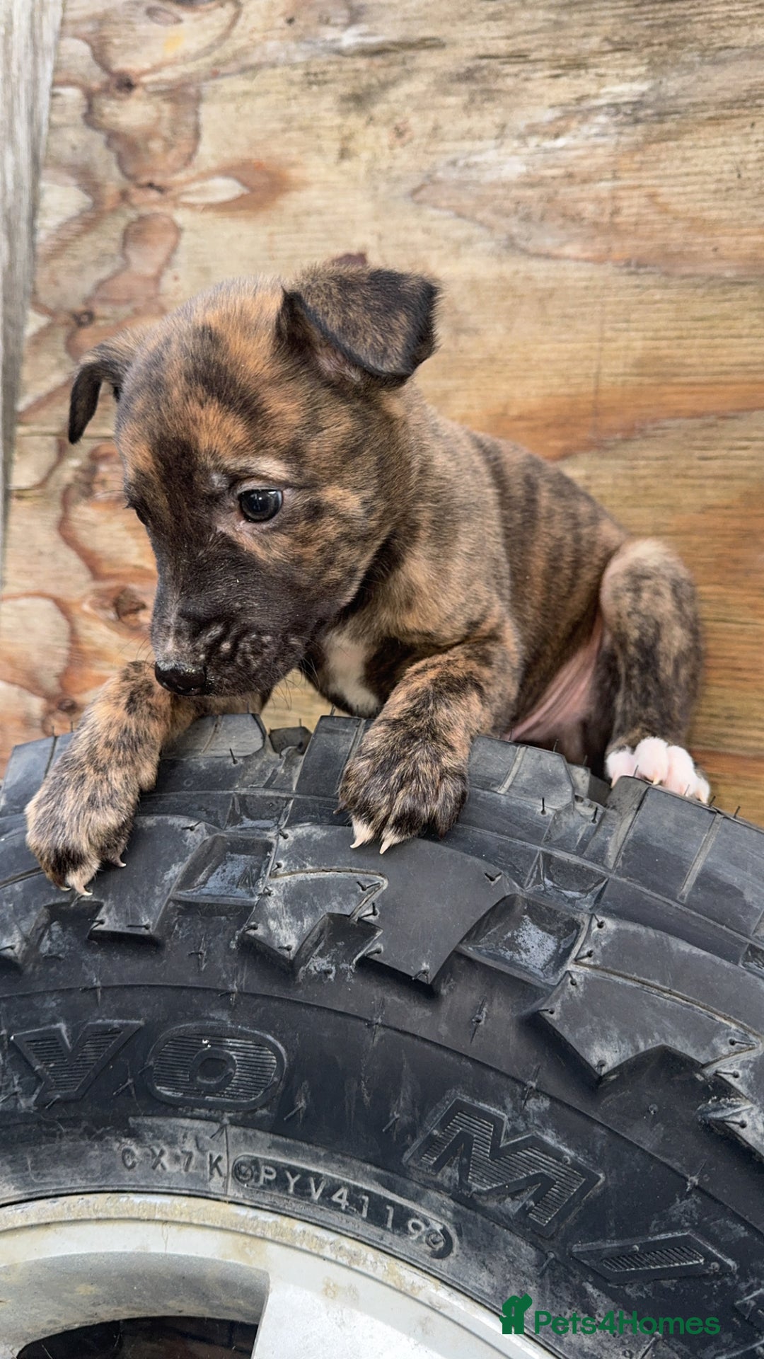 Mixed Breed dogs for sale: Beautiful litter of puppies  - Image 9