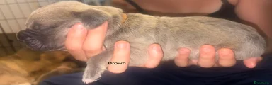 Mixed Breed Puppy 2