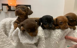 Dachshund dogs for sale: Dachshund puppies  - Image 2