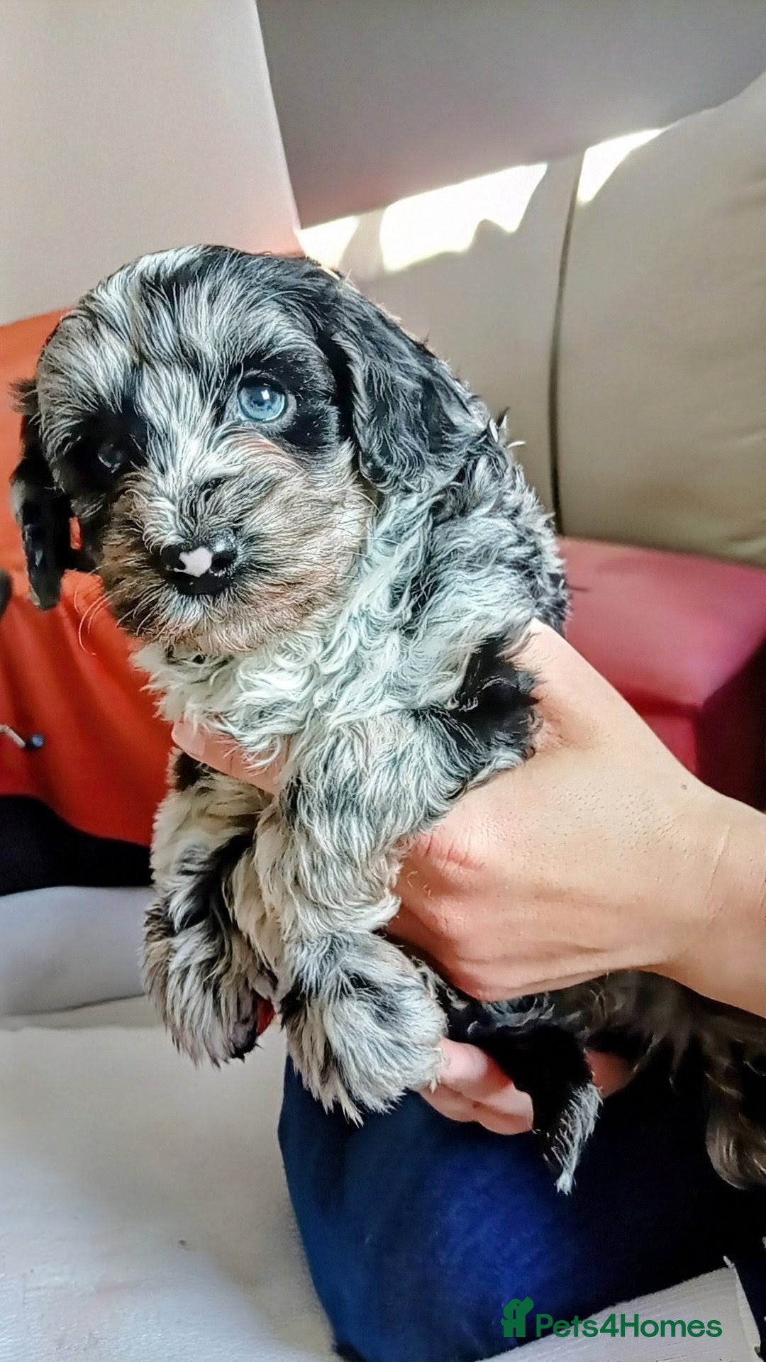 Mini Goldendoodle dogs REDUCED Mini Goldendoodles - Advert 1