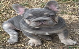 French Bulldog dogs for sale: Isabella wrapped in cream, fluffy carrier - Image 19