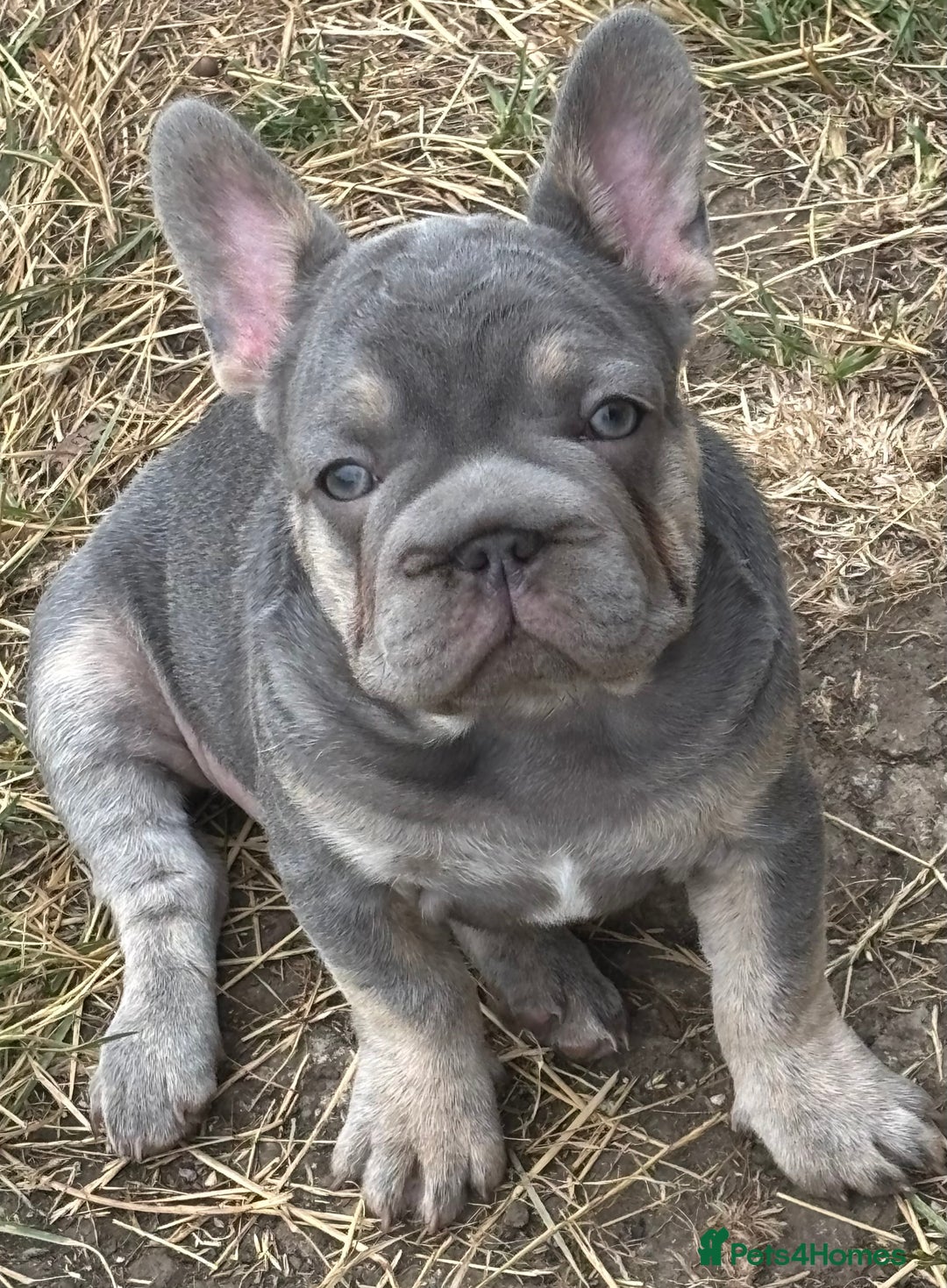 French Bulldog dogs for sale: Isabella wrapped in cream, fluffy carrier - Image 19