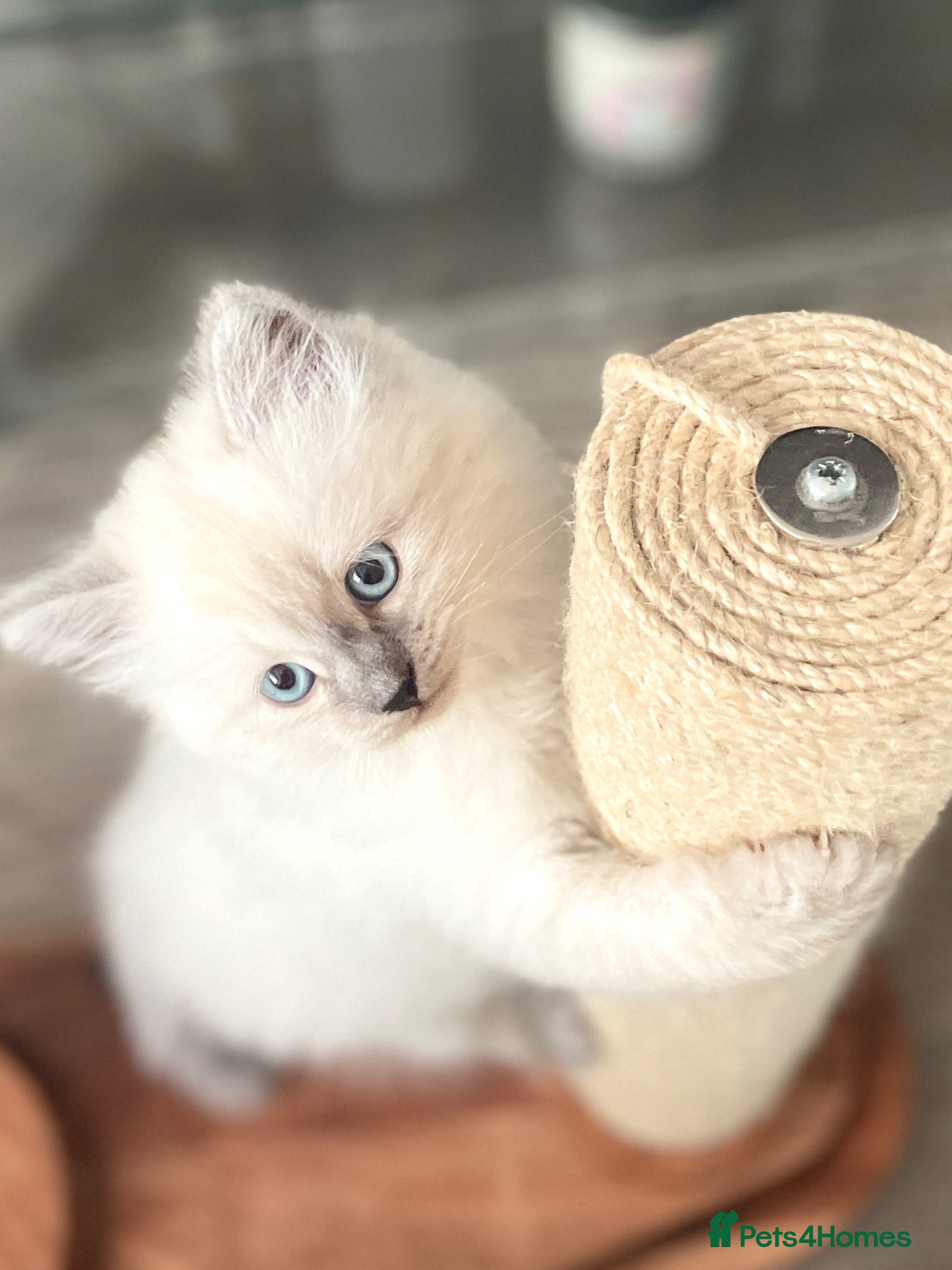 Siberian cats for sale: 2 Pure Neva Masquerade kittens available  - Advert 20