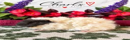Guinea Pig rodents for sale: LOTS OF BABY Guinea Pigs for sale  - Advert 22