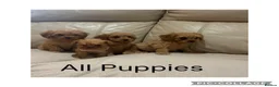 Cavapoo dogs for sale: Beautiful F1 Cavapoo Puppies  - Advert 2
