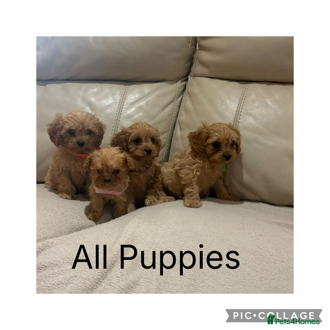 Cavapoo dogs for sale: Beautiful F1 Cavapoo Puppies  - Advert 2
