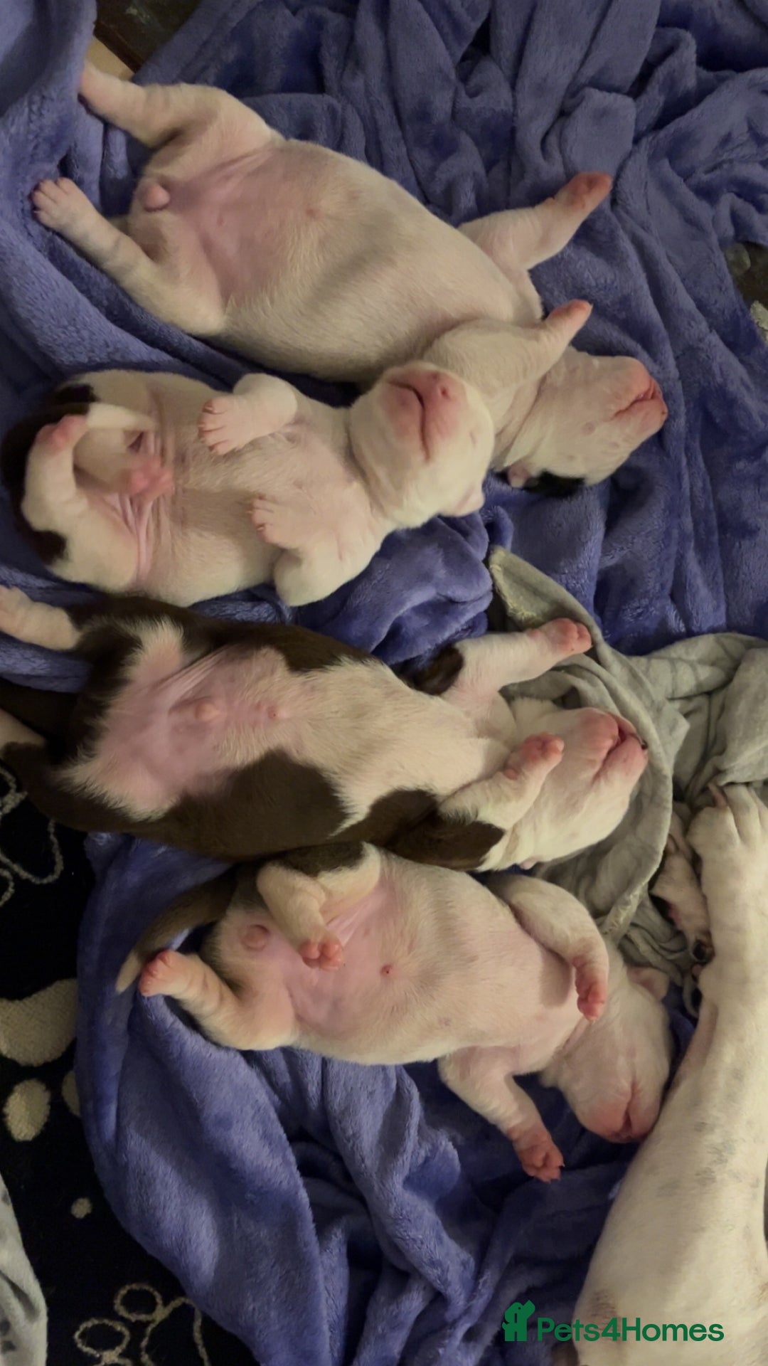 Mixed Breed dogs for sale: 4 beautiful American bully cross staffy puppies - Image 4