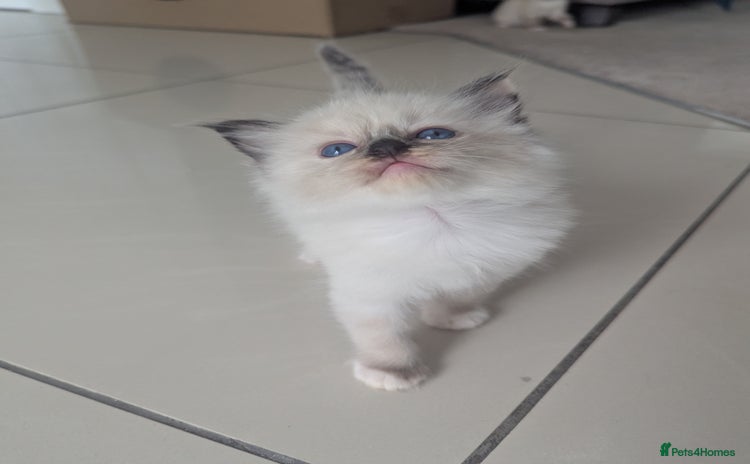Ragdoll cats - Advert 7