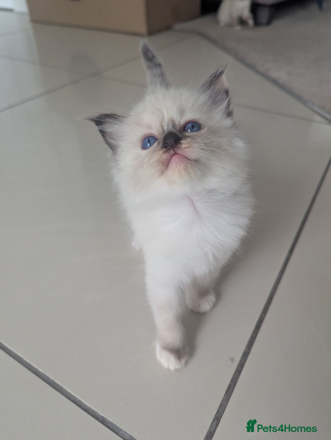 Ragdoll cats for sale: Beautiful Ragdolls  - Image 1