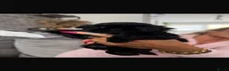 Shih Tzu dogs for sale: Shihtzu babies - Advert 5